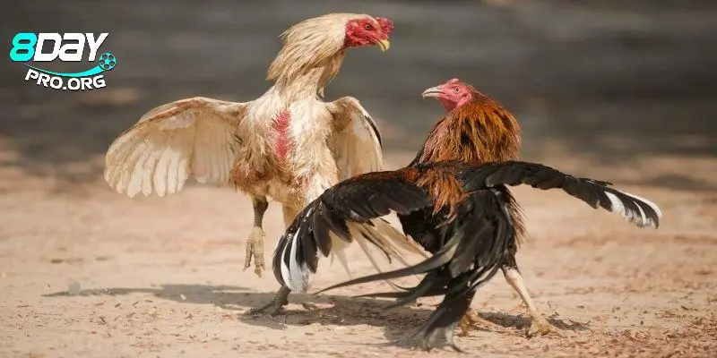 3 bước để bắt đầu trải nghiệm không gian xem đấu gà